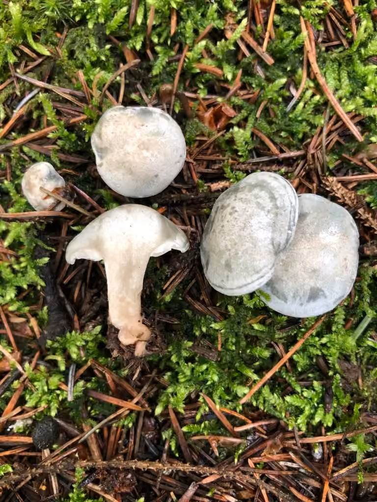 Aniseed Funnel, photo 3 of 5