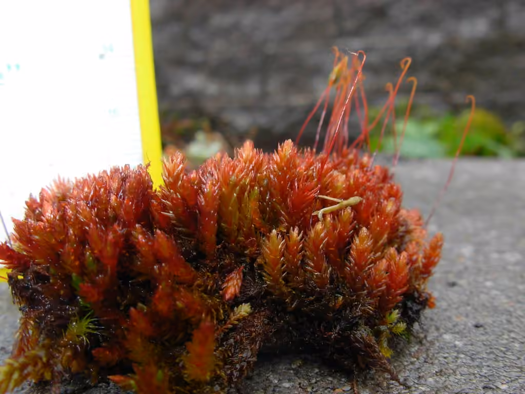 Bryum à feuilles concaves, photo 2 sur 3