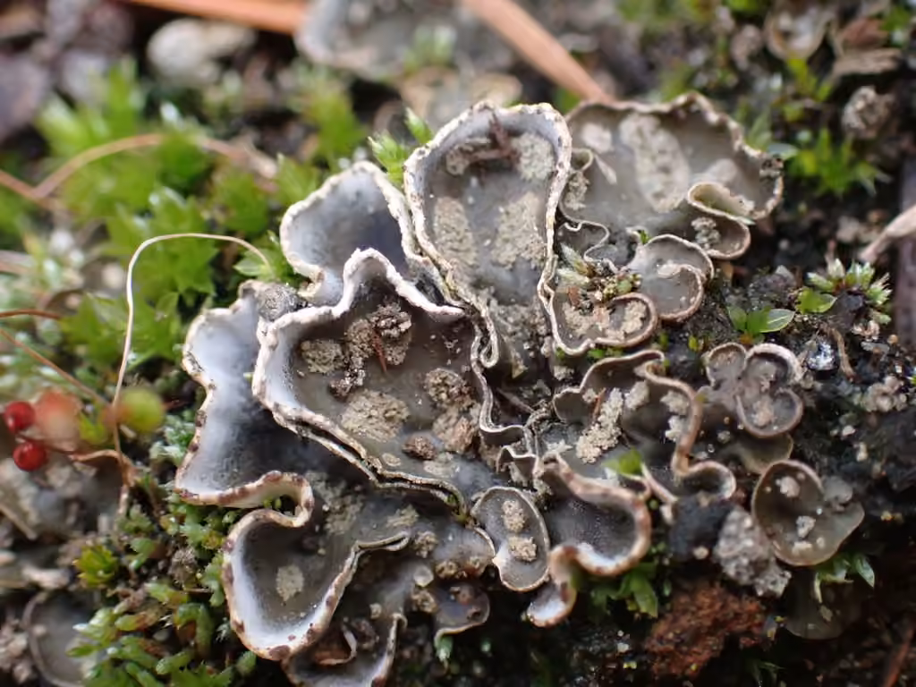 Peltigère didactyle, photo 1 sur 5