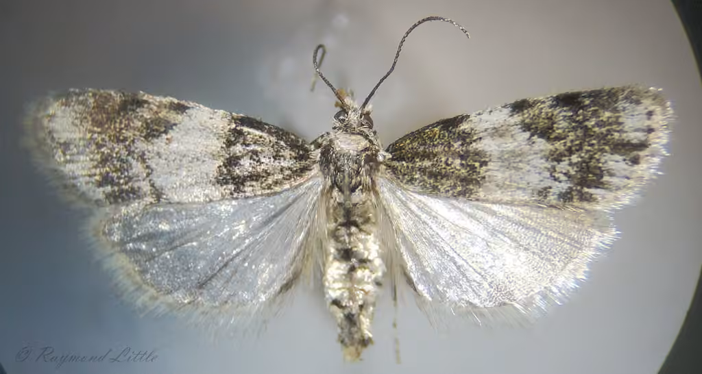 Sooty Scoparia Moth, Adult