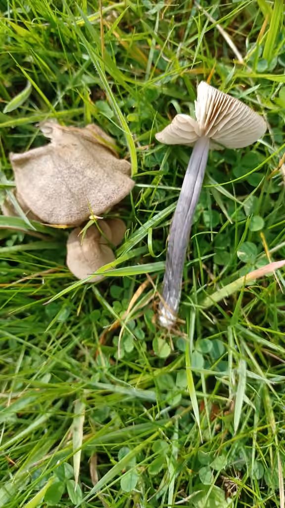 Entolome Gris Cyan, photo 1 sur 5