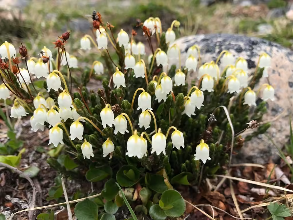 Cassiope tétragone, En fleurs