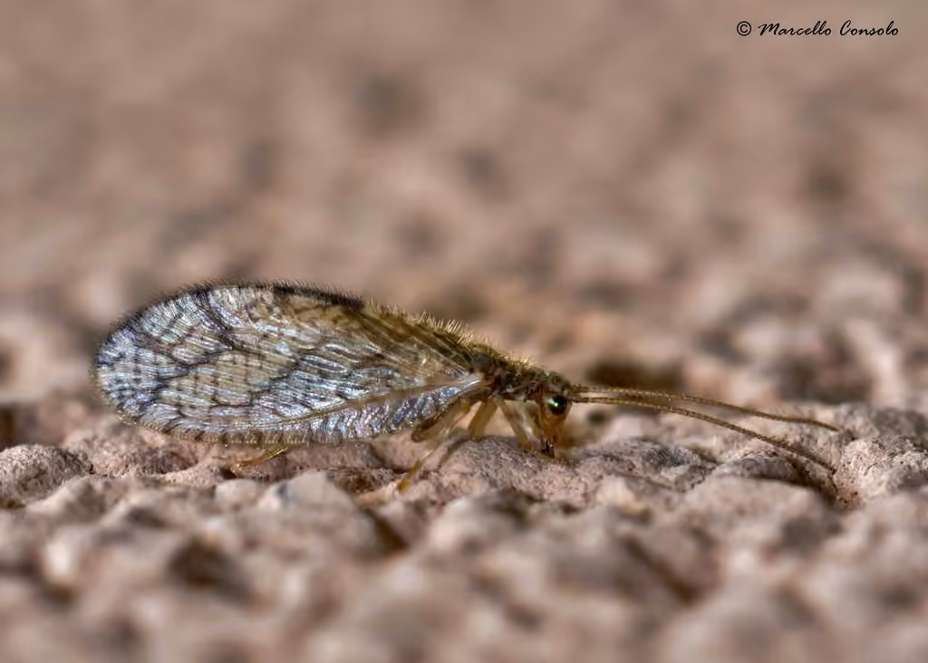 Grooved brown lacewing, photo 2 of 5