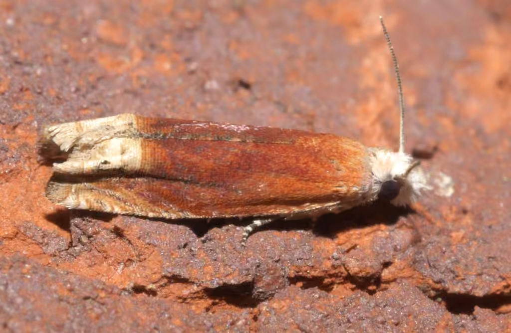 Reddish Eucosma Moth, Adult