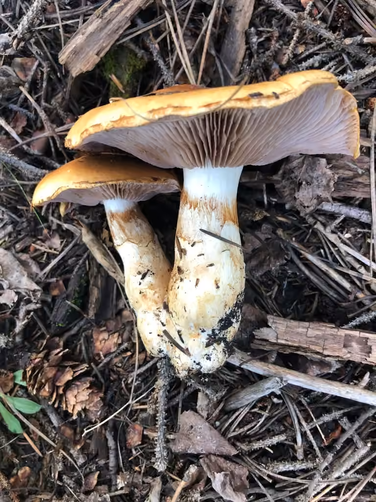 Phlegmacium variosimile, photo 2 sur 5