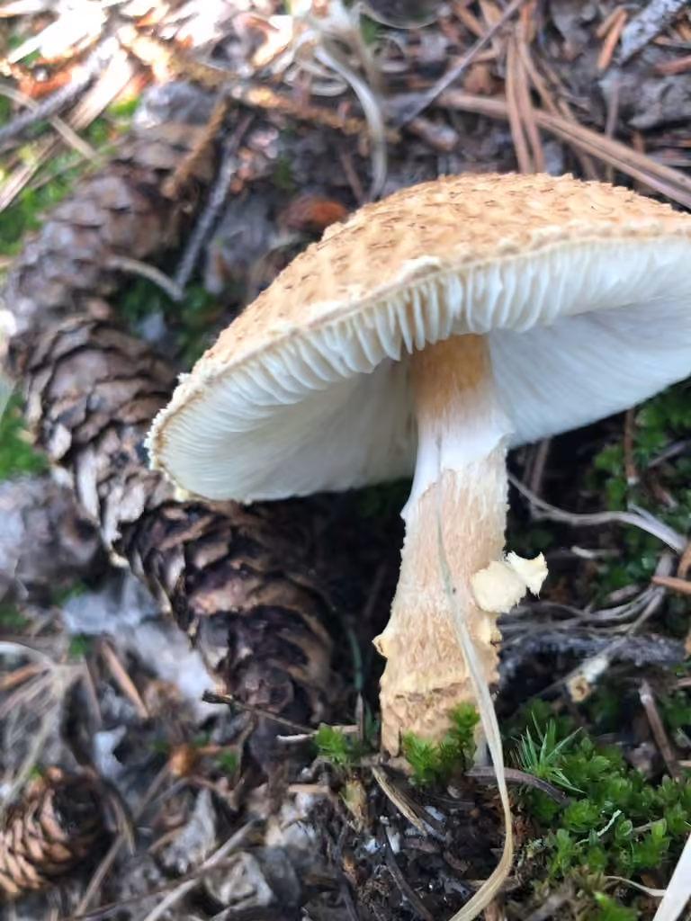 Yellowfoot Dapperling, photo 2 of 5