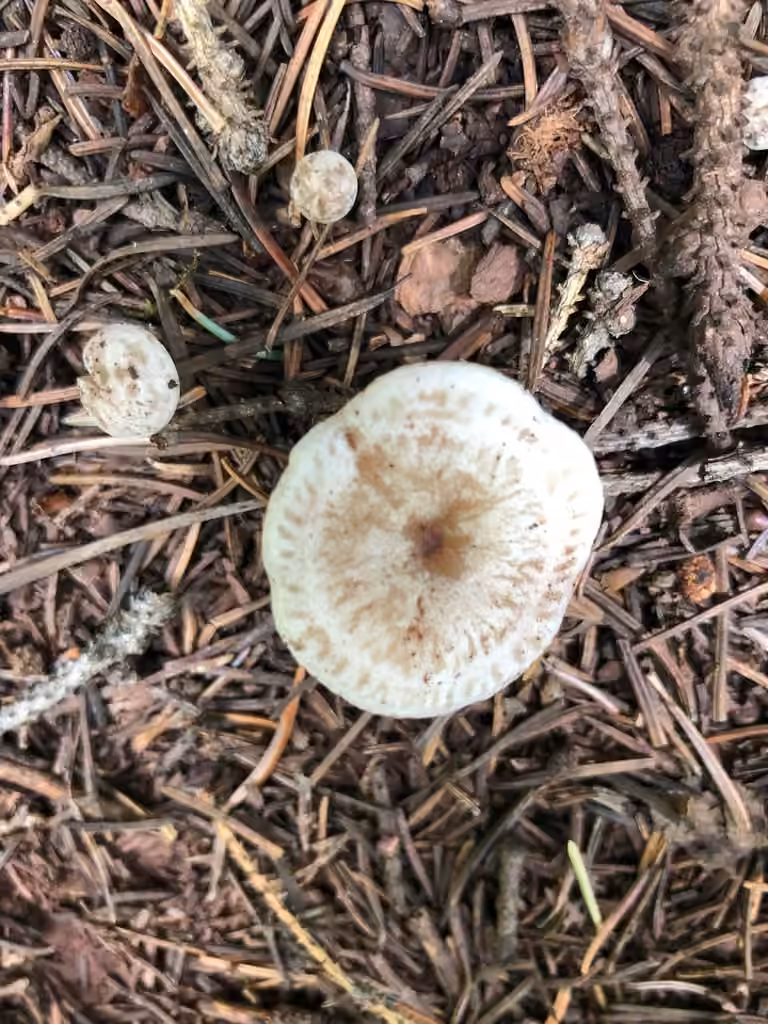 Clitocybe blanc, photo 2 sur 5