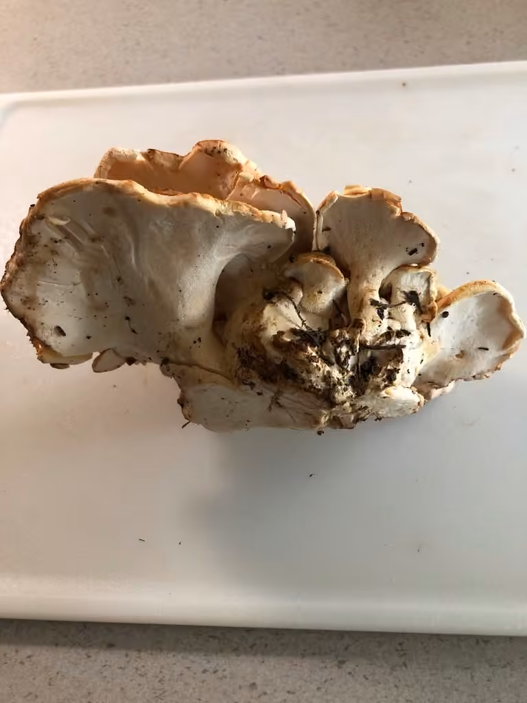 Polypore confluent, photo 2 sur 5