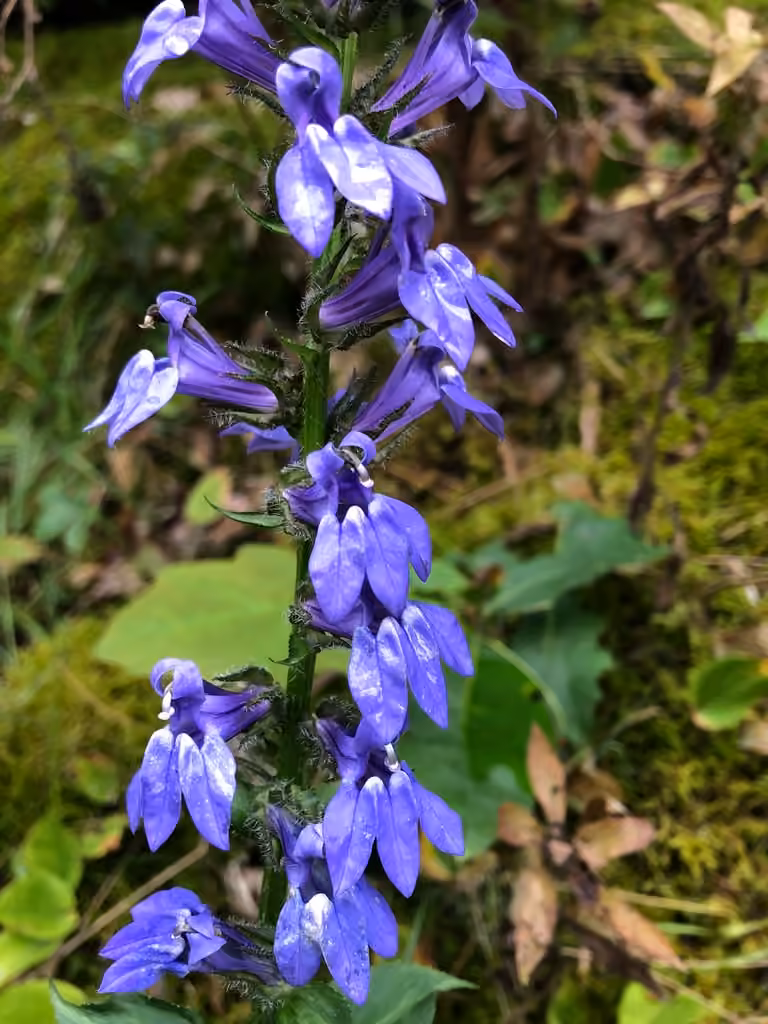 Lobélie bleue