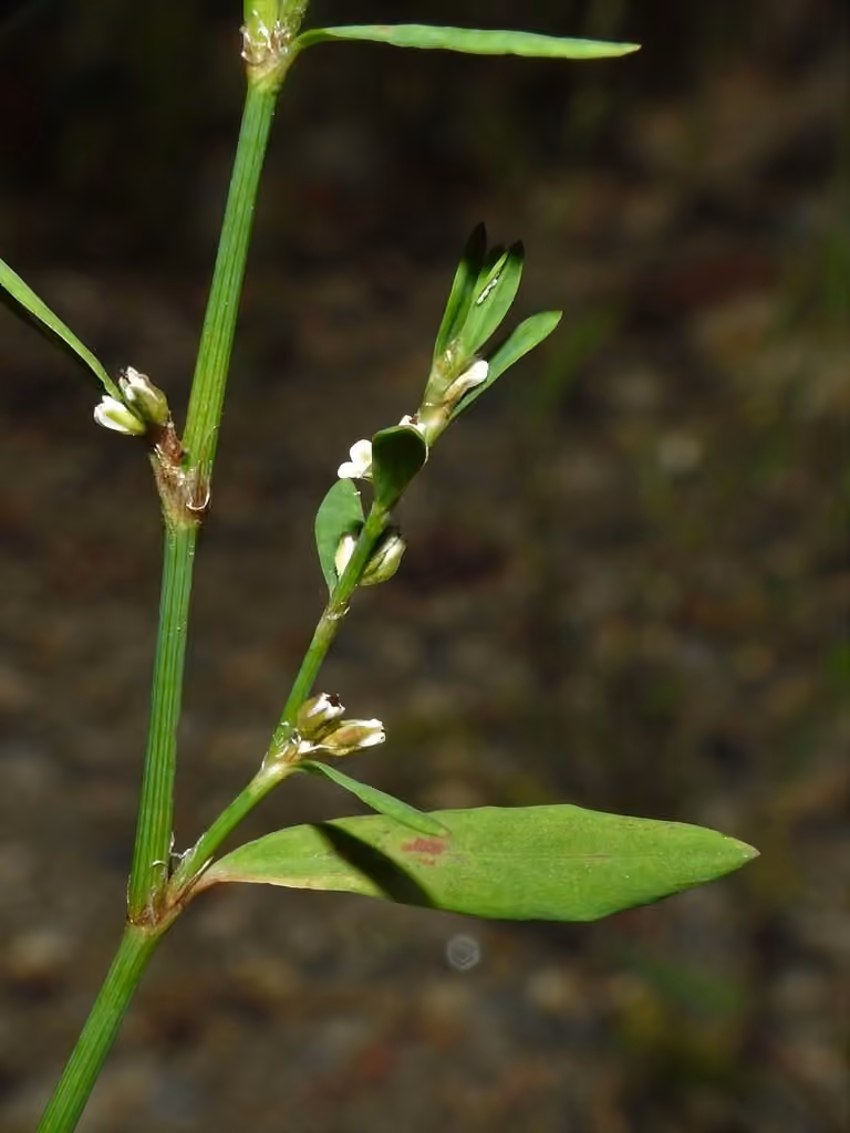 Renouée à fleurs jaunes, photo 1 sur 5