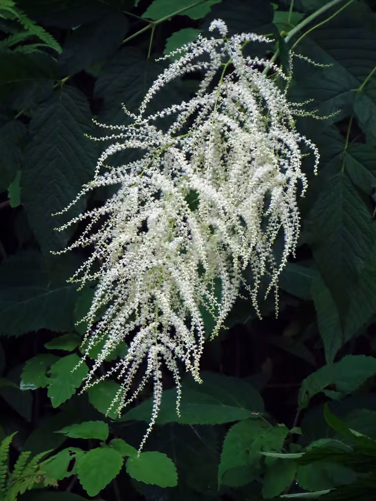 Bride's feathers, photo 1 of 5