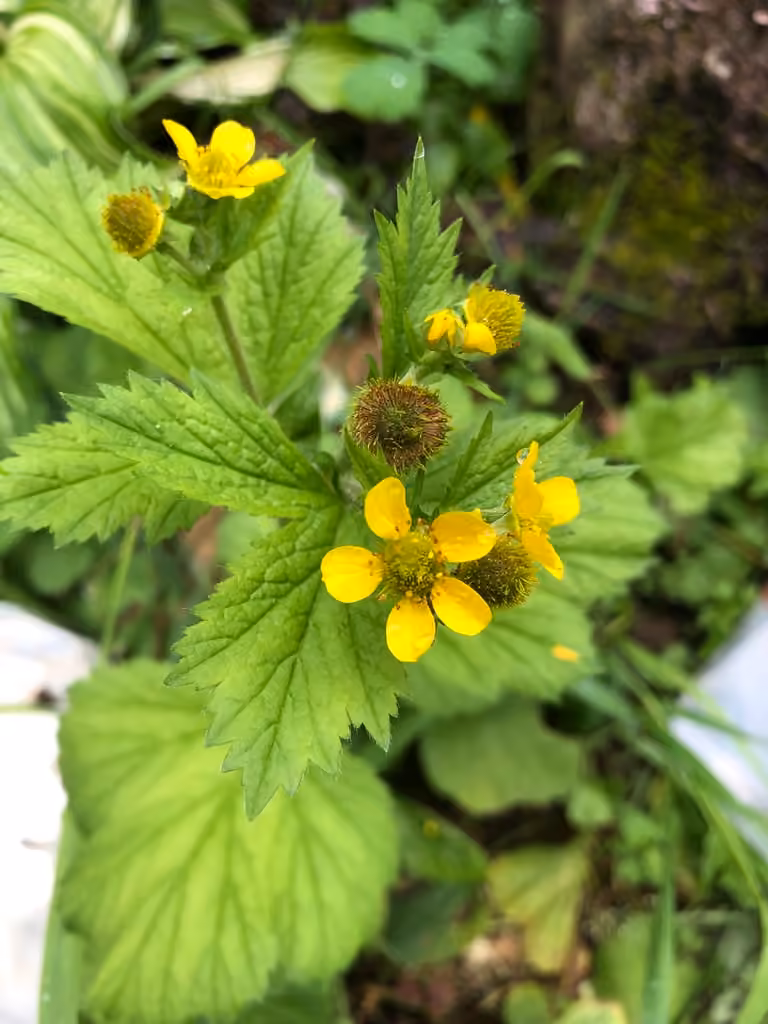 Largeleaf avens