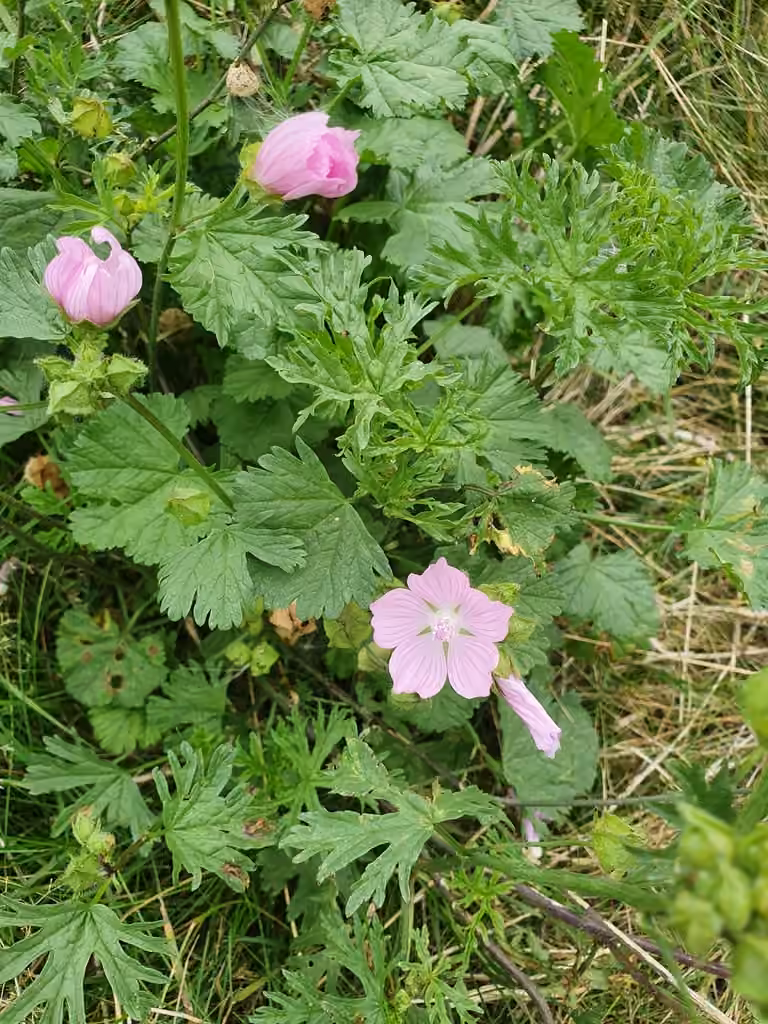 Musk mallow, In flower