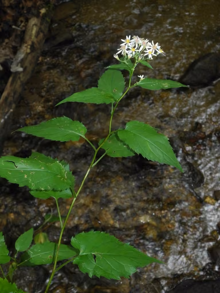 Aster à rameaux étalés, photo 3 sur 5