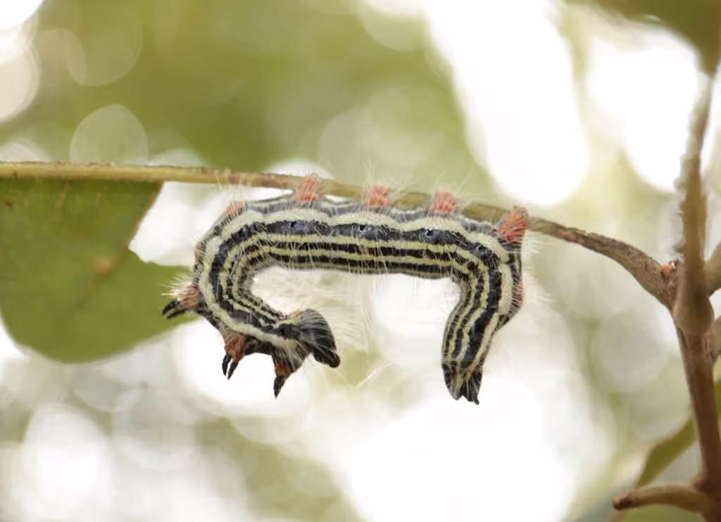Contracted Datana Moth, photo 1 sur 5