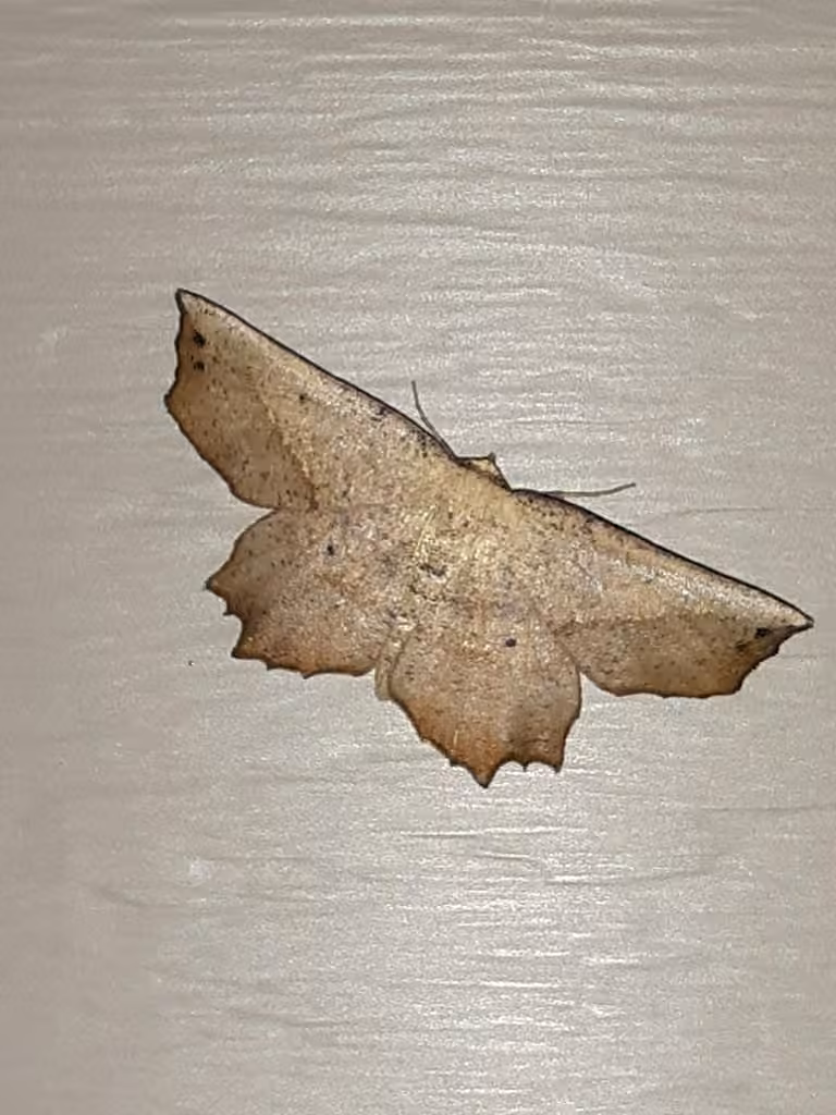 Obtuse Euchlaena Moth, Adulte