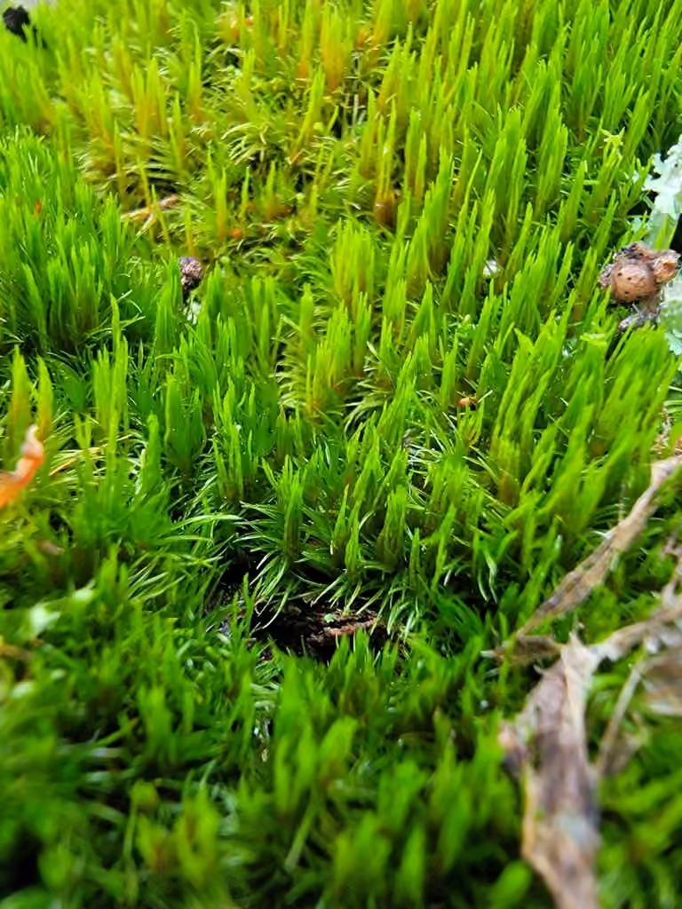 Dicrane petit-fouet, photo 1 sur 5