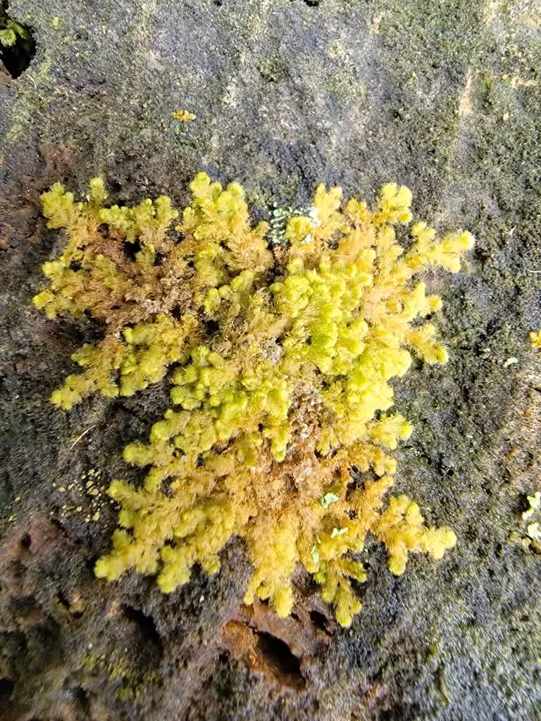 Ptilidie des forêts, photo 3 sur 5