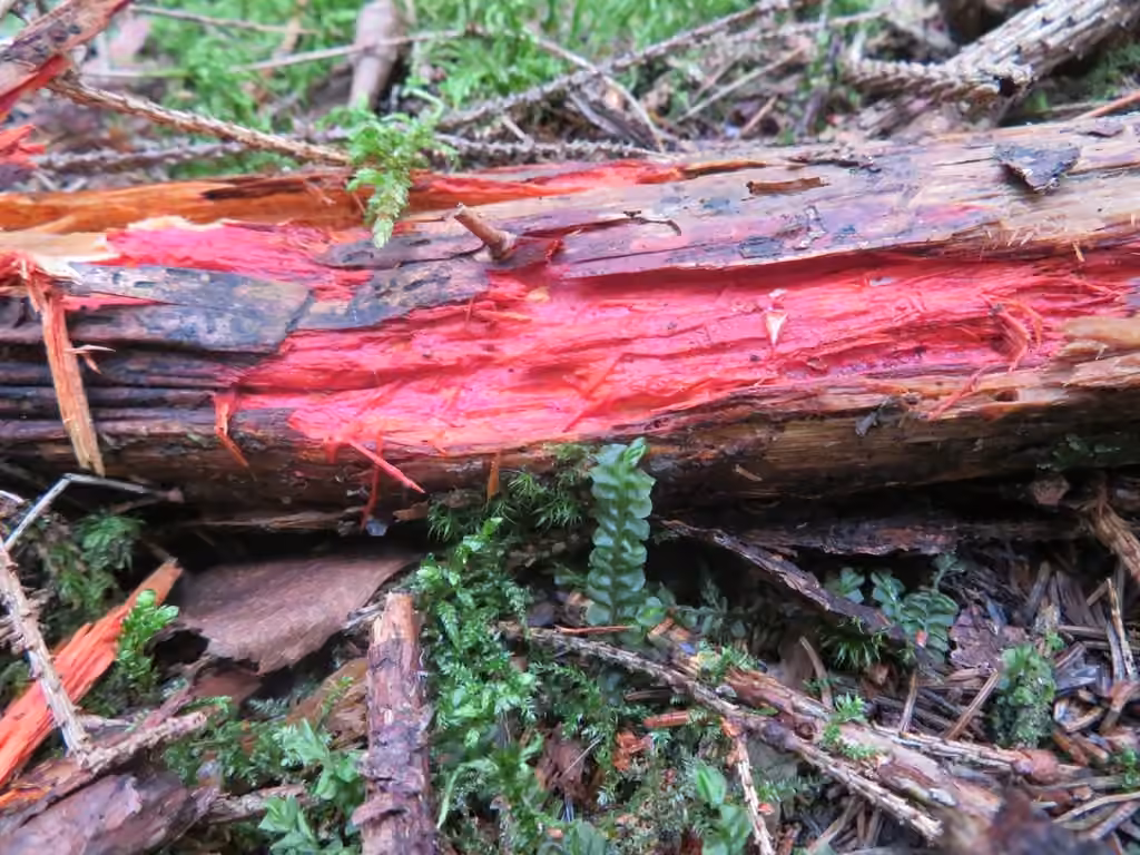Phanerochaete sanguinea