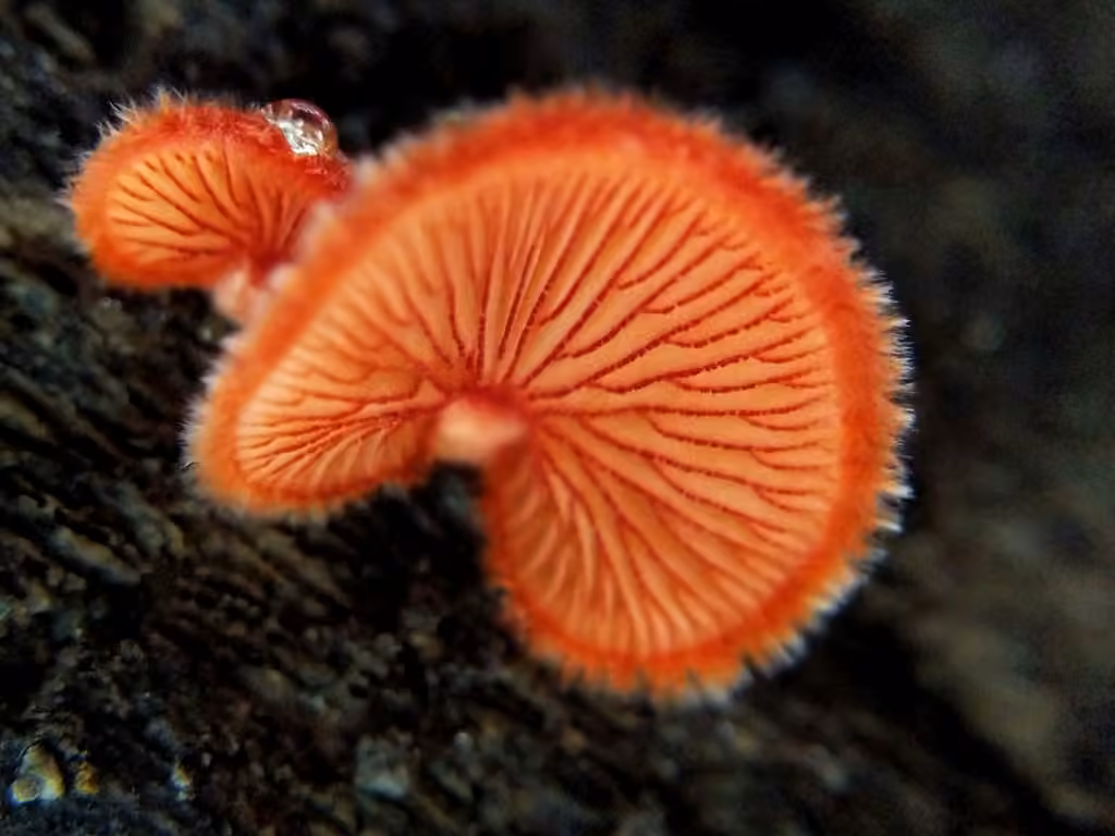 Crépidote rouge
