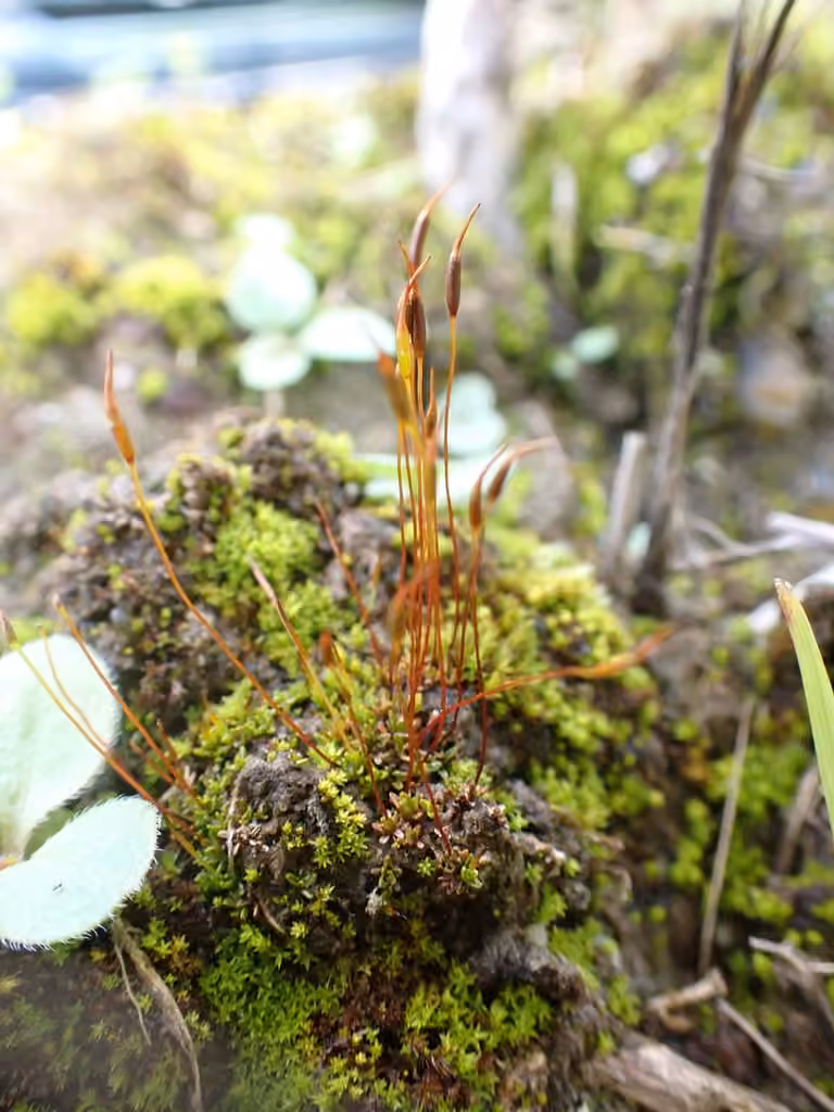 Rigid aloina moss, photo 1 of 5