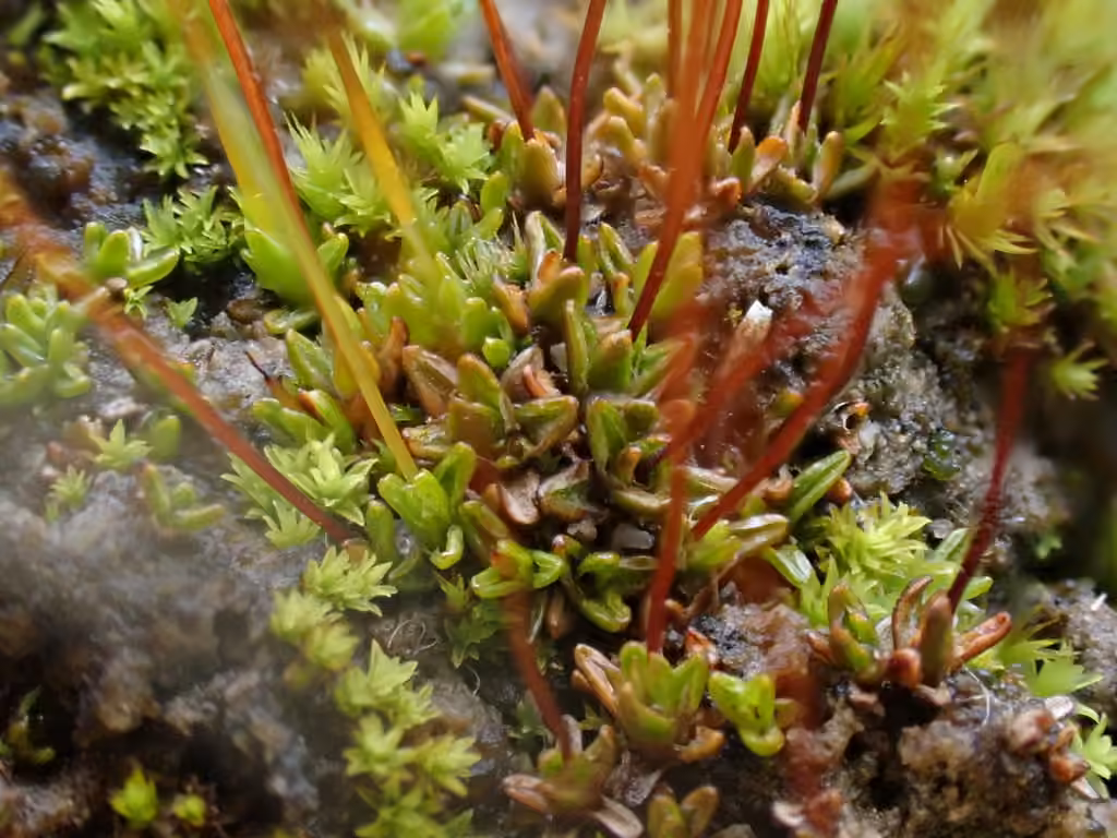 Rigid aloina moss, photo 3 of 5