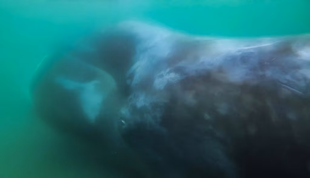 Baleine boréale, photo 2 sur 5