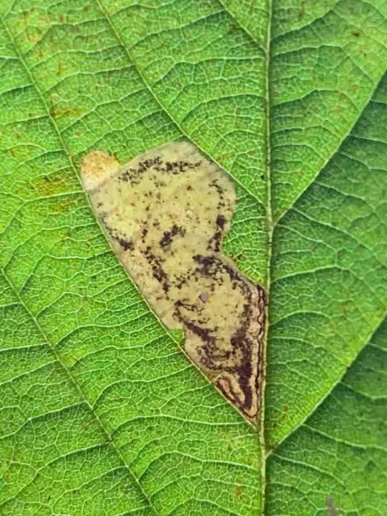 Ectoedemia rubifoliella, Caterpillar