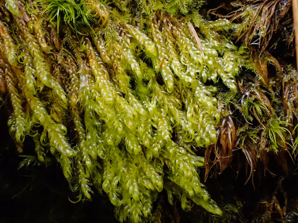 Downy Plait-moss, photo 3 of 5