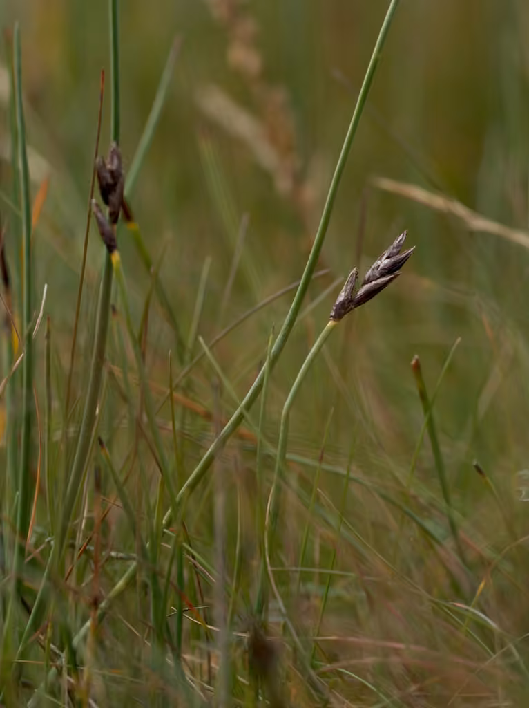 Red bulrush, photo 1 of 5