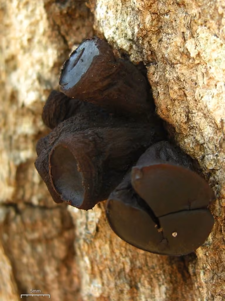 Bulgarie salissante