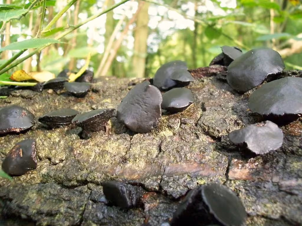 Black Bulgar, photo 3 of 5