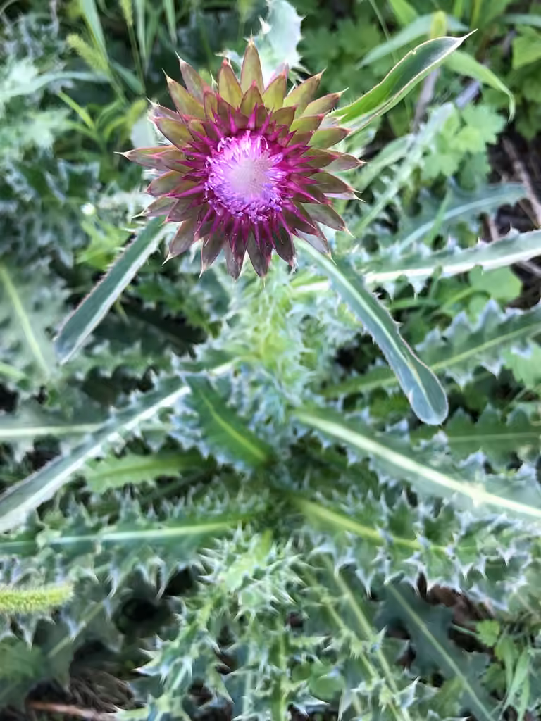 Nodding thistle, In flower