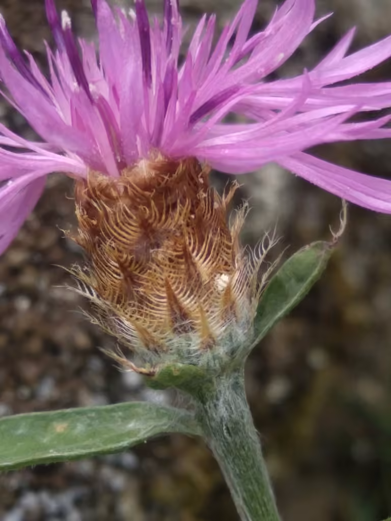 Slender Knapweed, photo 3 of 5