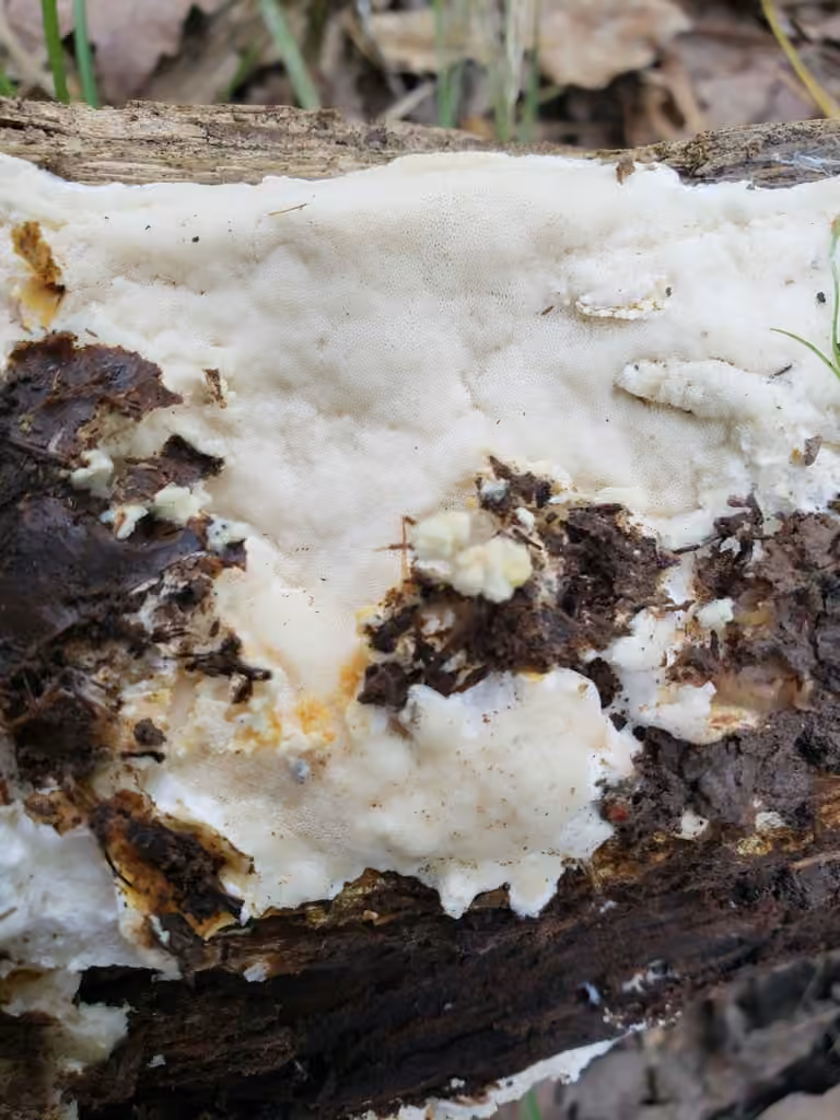 Yuchengia narymica, photo 3 of 5