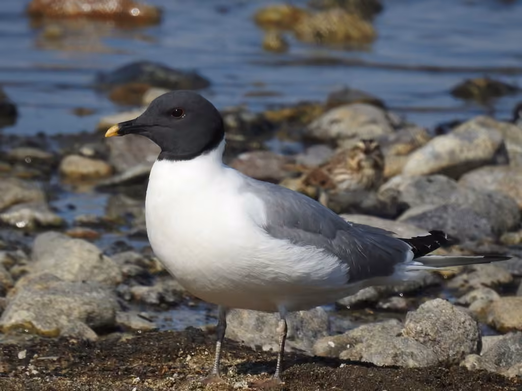 Mouette de Sabine, photo 1 sur 5