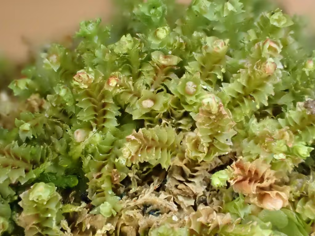 Reddish Notchwort, photo 3 of 5