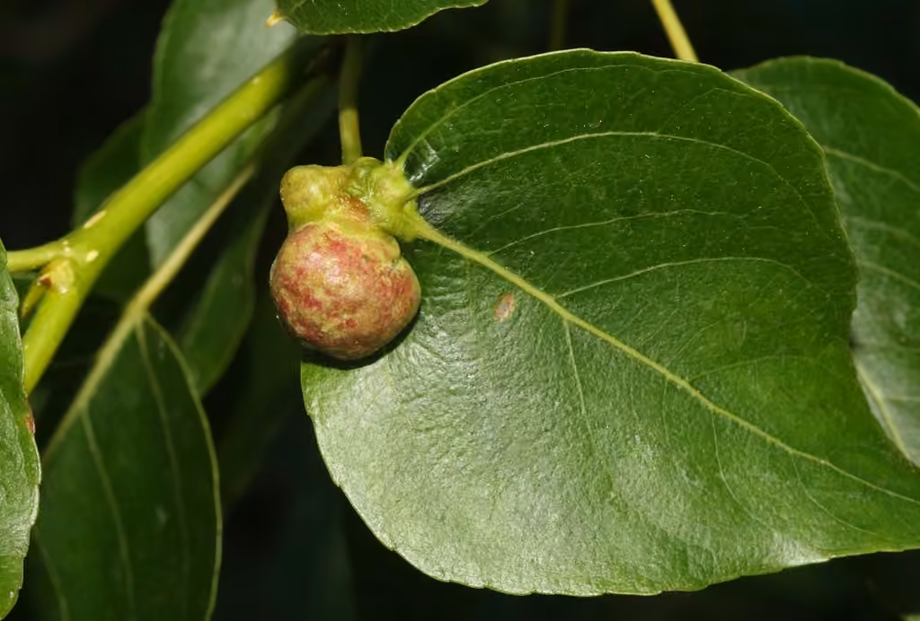 Pemphigus populiglobuli, Gall