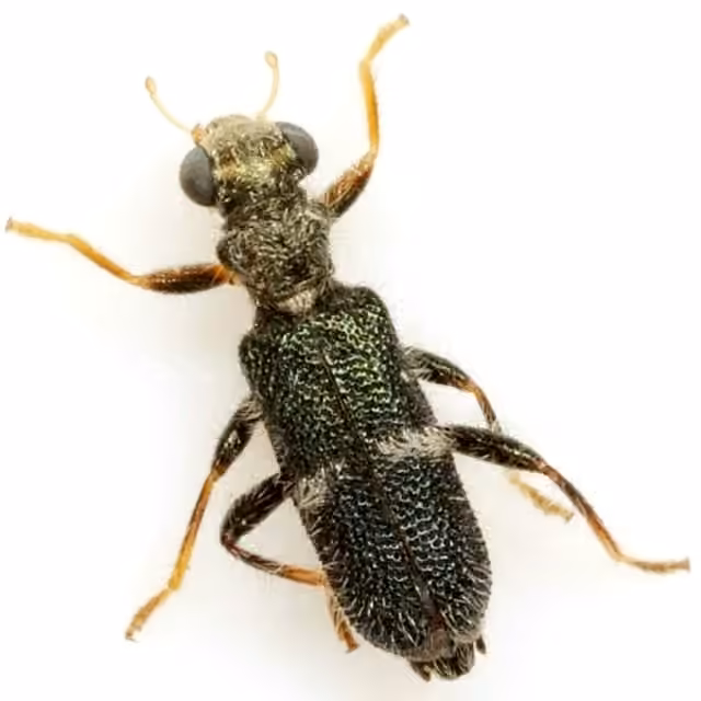 One-banded checkered beetle, photo 2 of 5