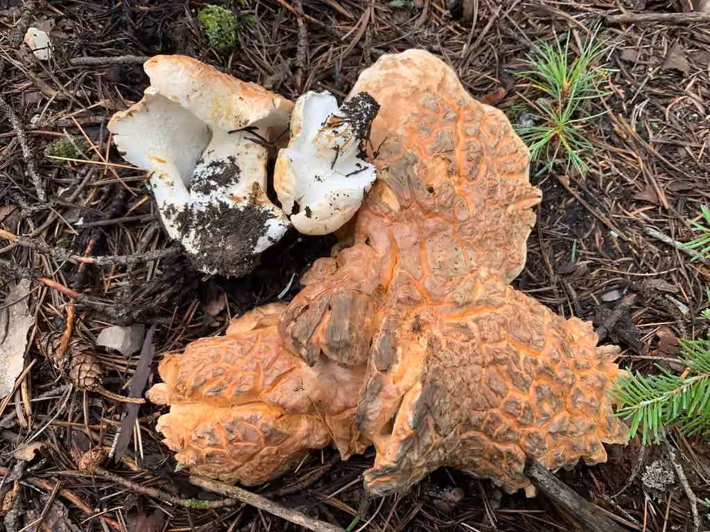 Polypore confluent