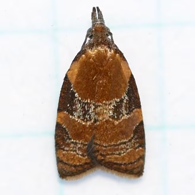 Spring Dead-leaf Roller Moth