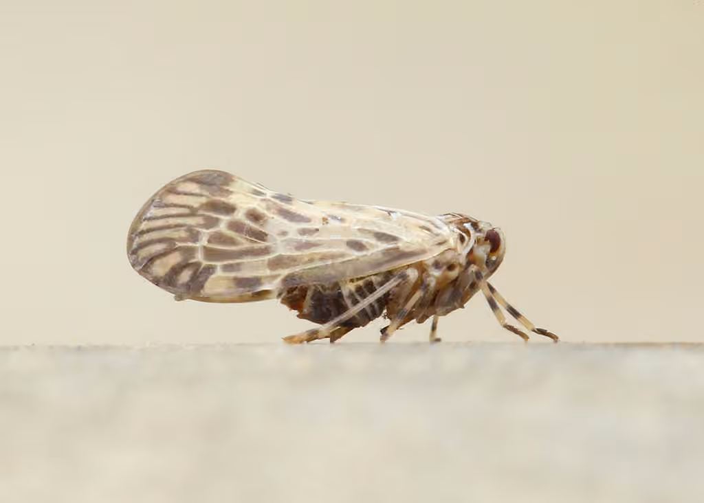 Cedusa maculata, photo 3 sur 5