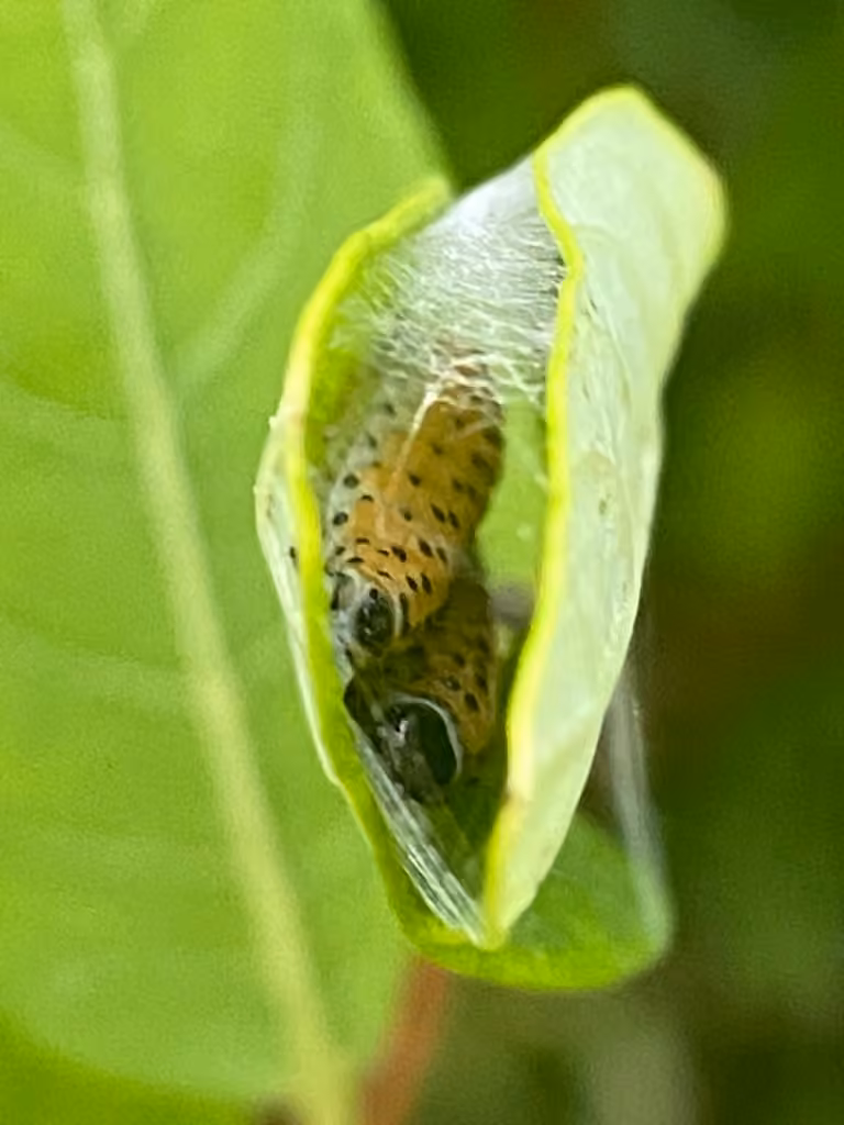 Dogbane Saucrobotys Moth, Caterpillar