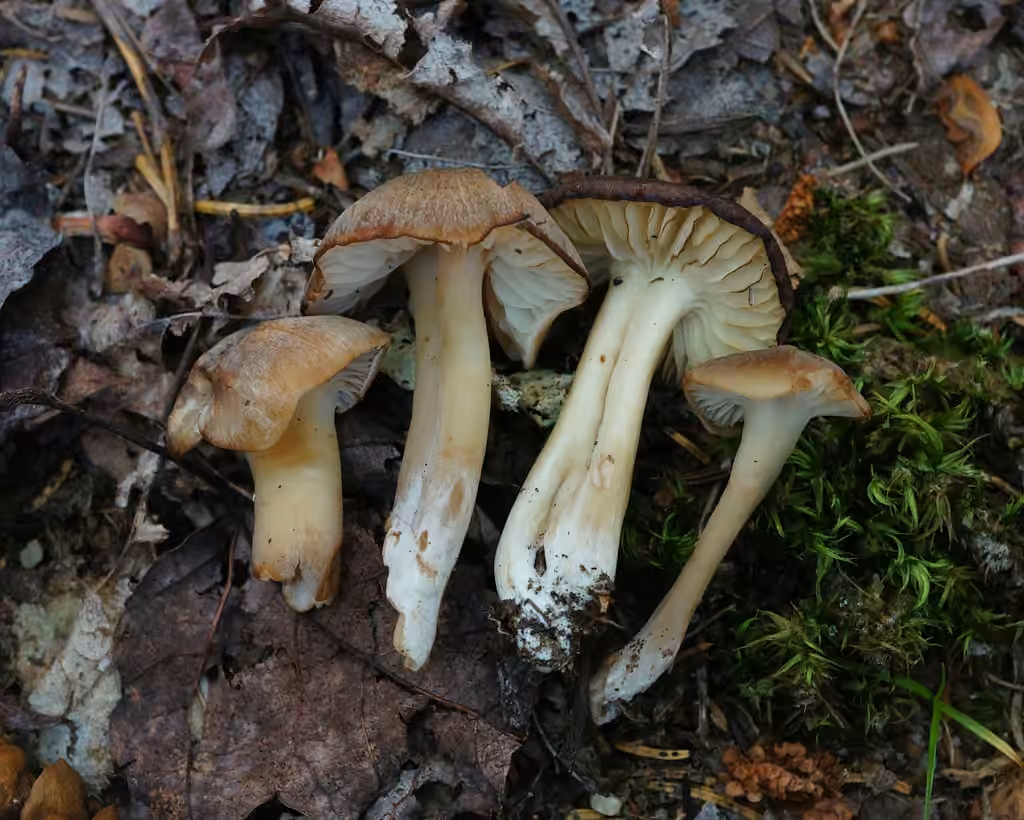 Hygrophore à odeur nitreuse, photo 2 sur 5