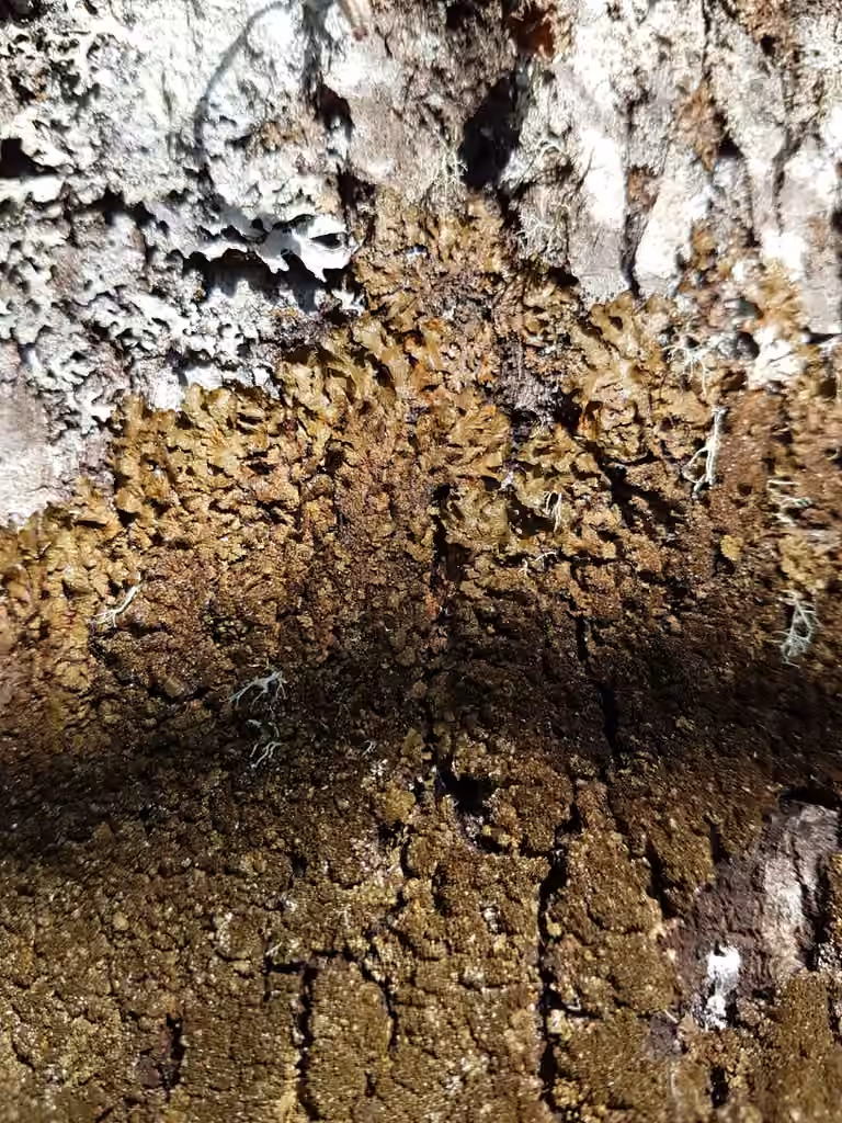Polished Camouflage Lichen, photo 2 of 5