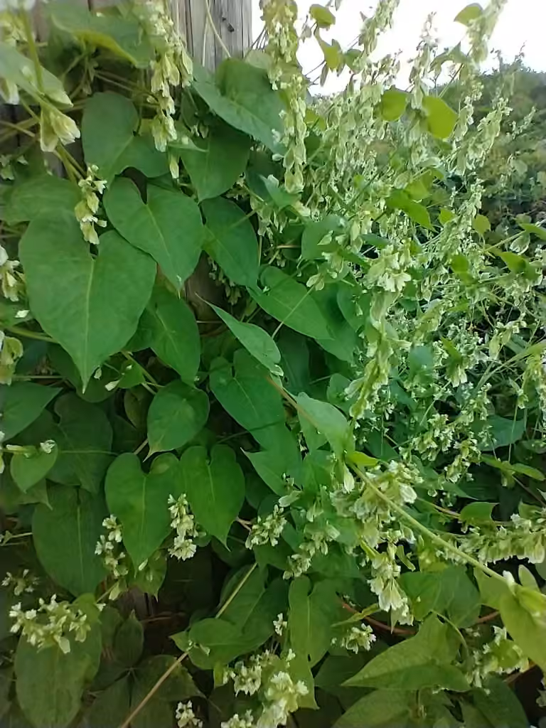 Renouée grimpante, En fruits