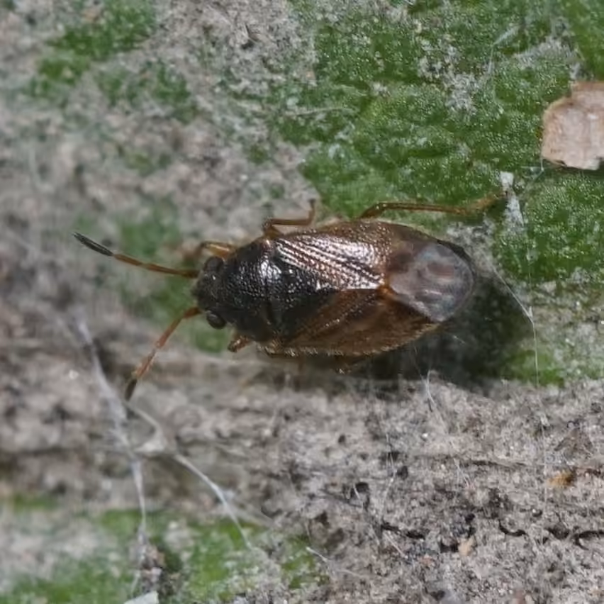 hairy groundbug, photo 2 of 5
