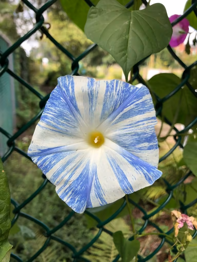 Grannyvine, In flower