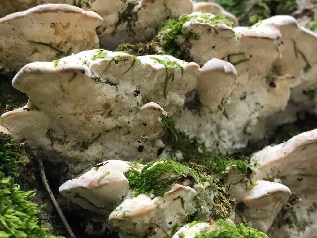 Polypore stratifié