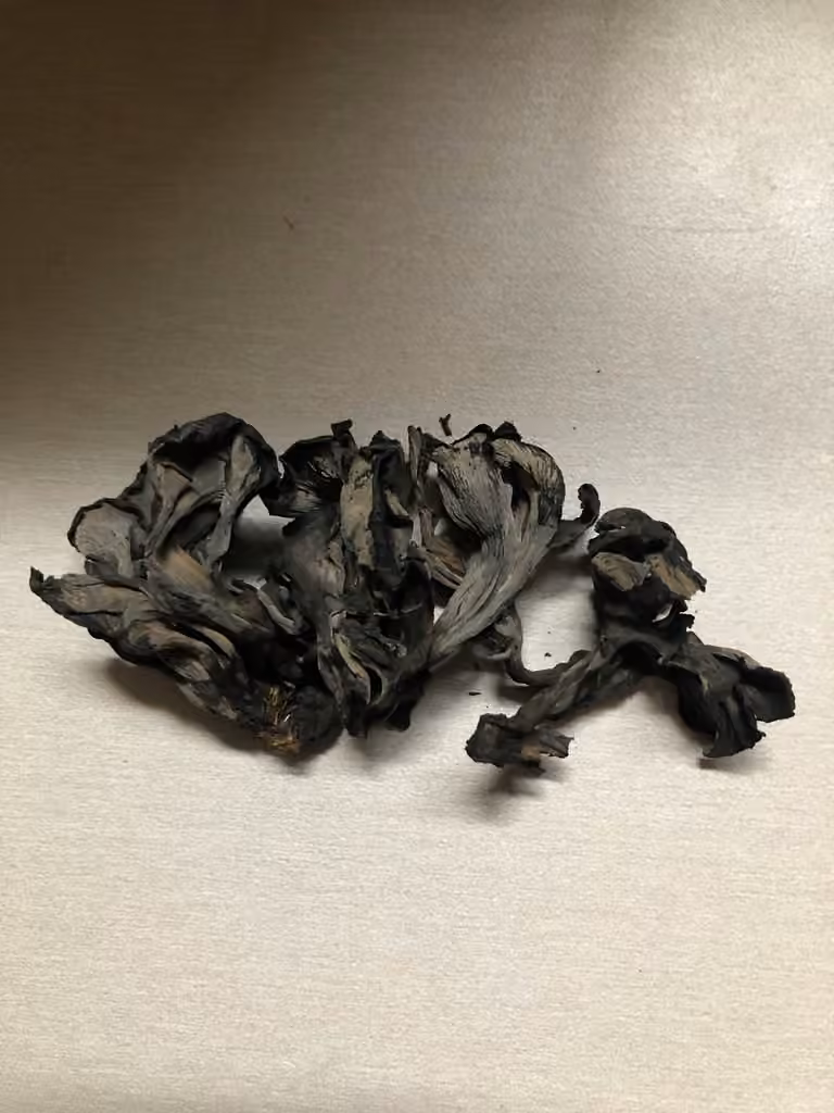 Polyozellus atrolazulinus, photo 3 sur 5